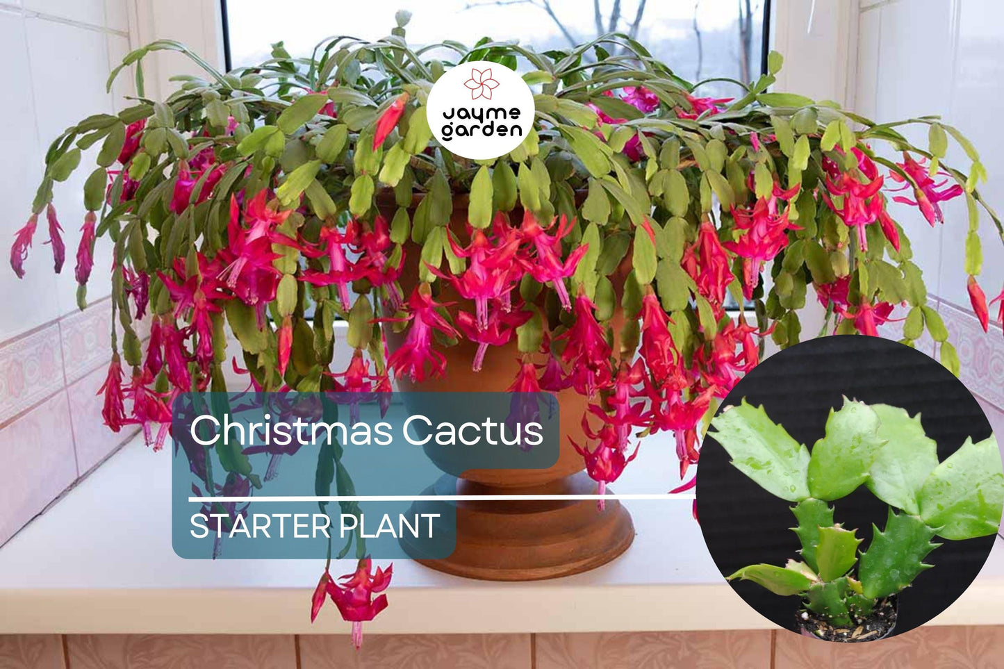 Christmas Cactus Starter Plant | Sunset Strip Schlumbergera Truncata | Easy-Care Holiday Blooms | Well-Rooted Plug