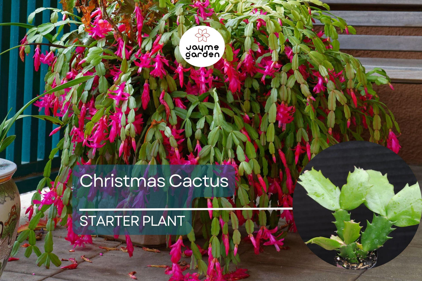 Christmas Cactus Starter Plant | Sunset Strip Schlumbergera Truncata | Easy-Care Holiday Blooms | Well-Rooted Plug