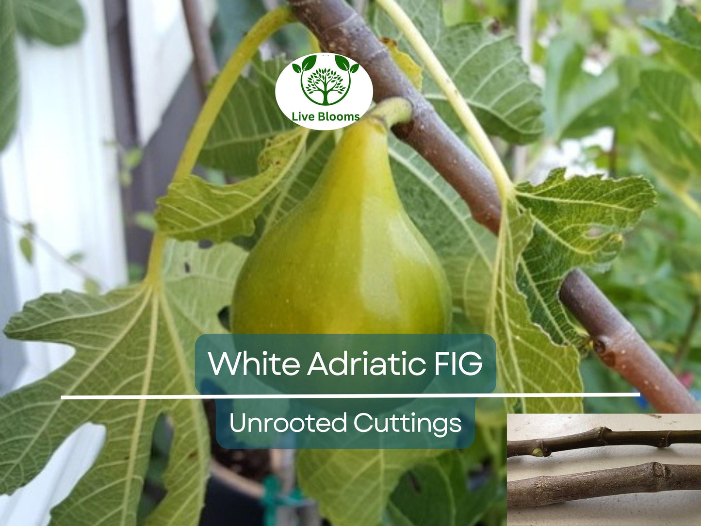 3 White Adriatic Fig Tree Unrooted Cuttings | Ficus carica | Rare, Sweet White Fruit, Easy to Grow, for Propagation, Indoor/Outdoor Tree