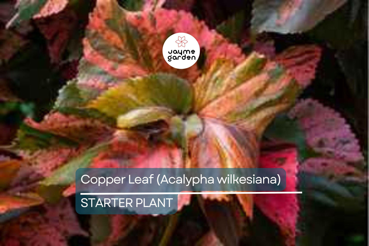 Copper Leaf Plant (Acalypha wilkesiana) 12-24″ | Vibrant Ornamental Shrub Easy Care & Fast Growing