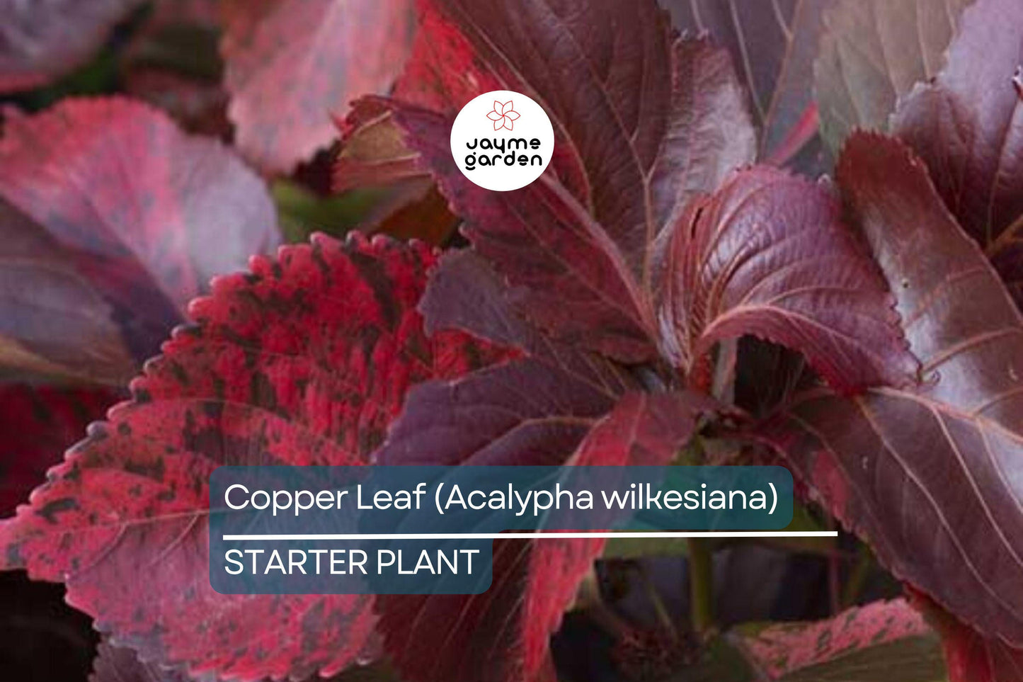 Copper Leaf Plant (Acalypha wilkesiana) 12-24″ | Vibrant Ornamental Shrub Easy Care & Fast Growing