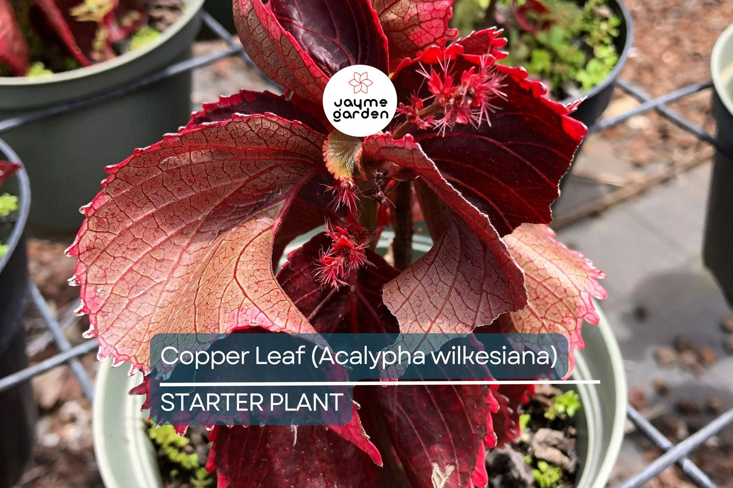 Copper Leaf Plant (Acalypha wilkesiana) 12-24″ | Vibrant Ornamental Shrub Easy Care & Fast Growing