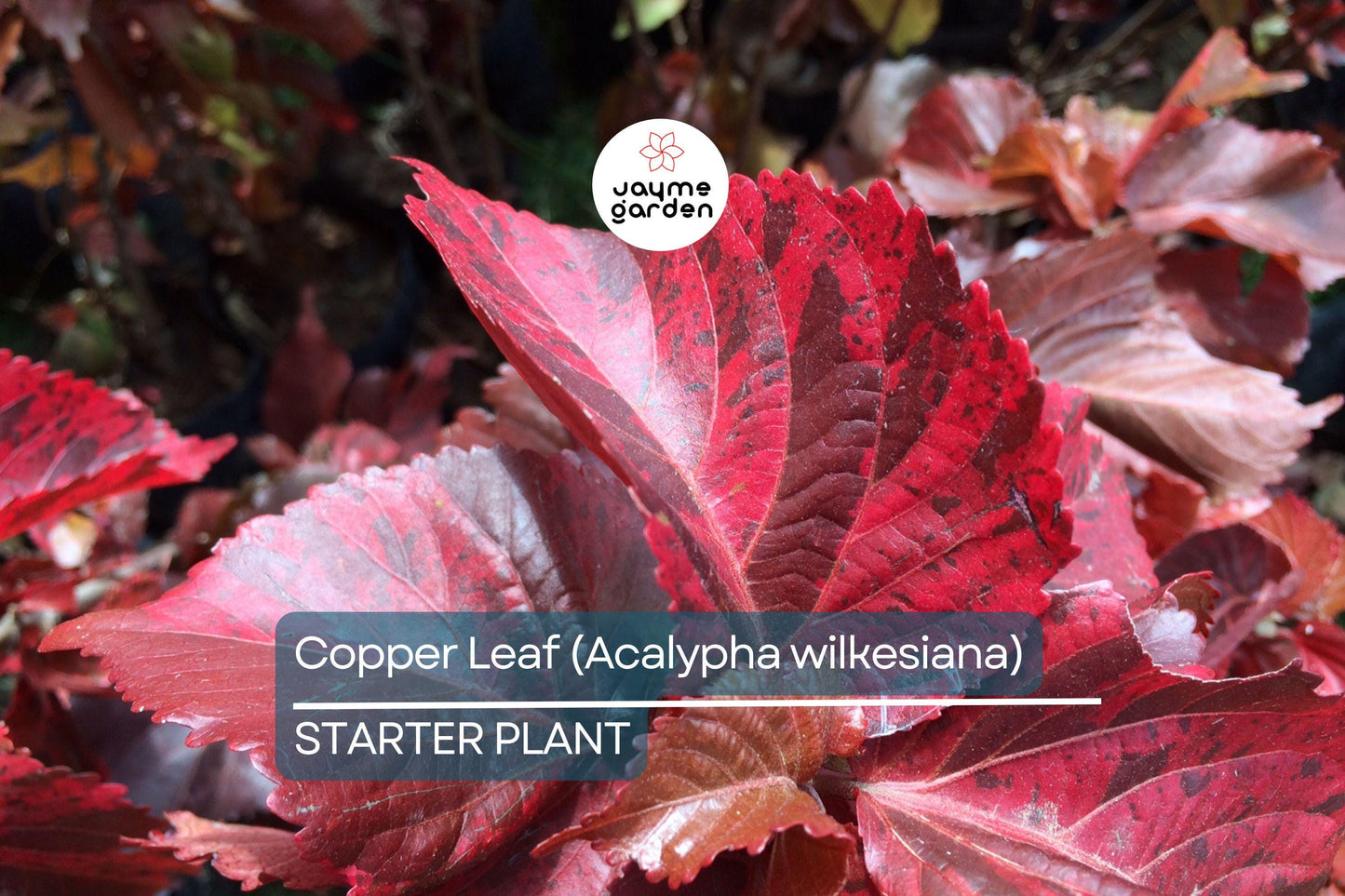 Copper Leaf Plant (Acalypha wilkesiana) 12-24″ | Vibrant Ornamental Shrub Easy Care & Fast Growing