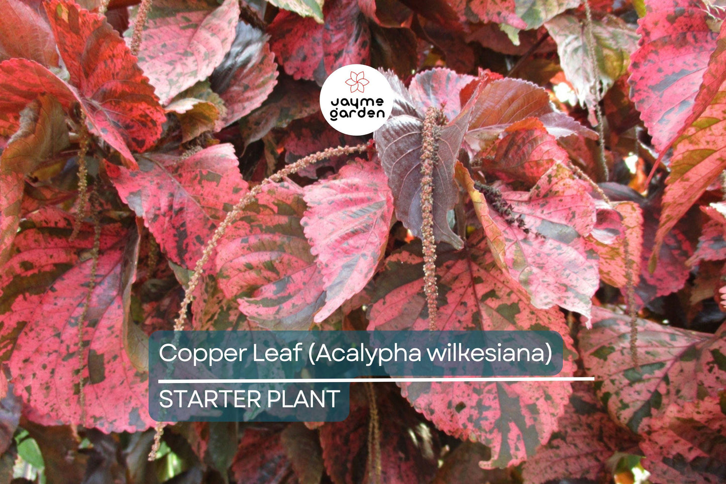 Copper Leaf Plant (Acalypha wilkesiana) 12-24″ | Vibrant Ornamental Shrub Easy Care & Fast Growing