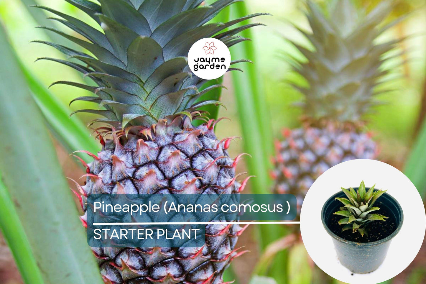 Pineapple Starter Plant (Ananas comosus) Sweet Tropical Fruit Live Plant 12β-24β | Easy Care & Juicy Homegrown Fruit