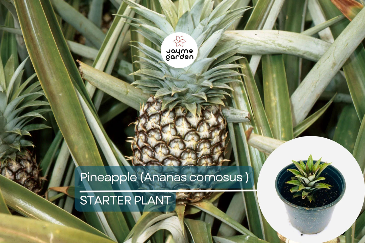 Pineapple Starter Plant (Ananas comosus) Sweet Tropical Fruit Live Plant 12β-24β | Easy Care & Juicy Homegrown Fruit