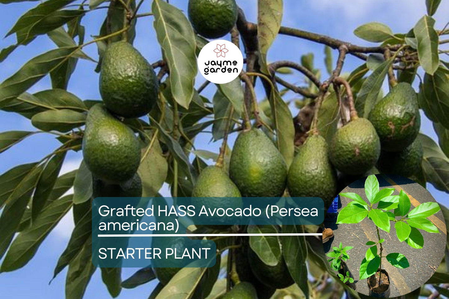 Grafted Hass Avocado (Persea americana) Live Tropical Fruit Tree 12β-24β | Creamy Homegrown Avocados | Easy to Grow Starter Plant