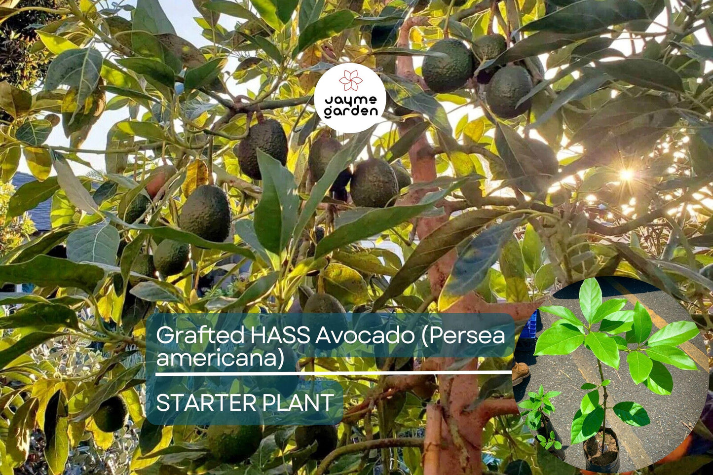Grafted Hass Avocado (Persea americana) Live Tropical Fruit Tree 12β-24β | Creamy Homegrown Avocados | Easy to Grow Starter Plant