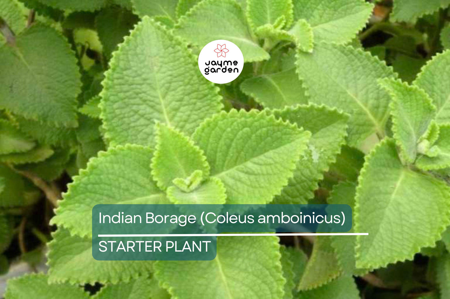 Indian Borage Live Tropical Herb 1'-2' Tall | Aromatic Succulent-Like Plant for Indoors or Gardens | Culinary & Medicinal Uses