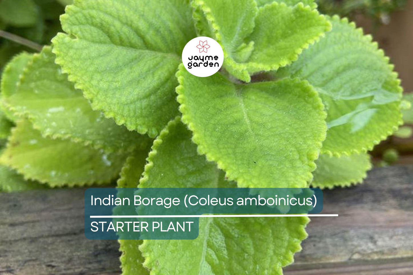 Indian Borage Live Tropical Herb 1'-2' Tall | Aromatic Succulent-Like Plant for Indoors or Gardens | Culinary & Medicinal Uses