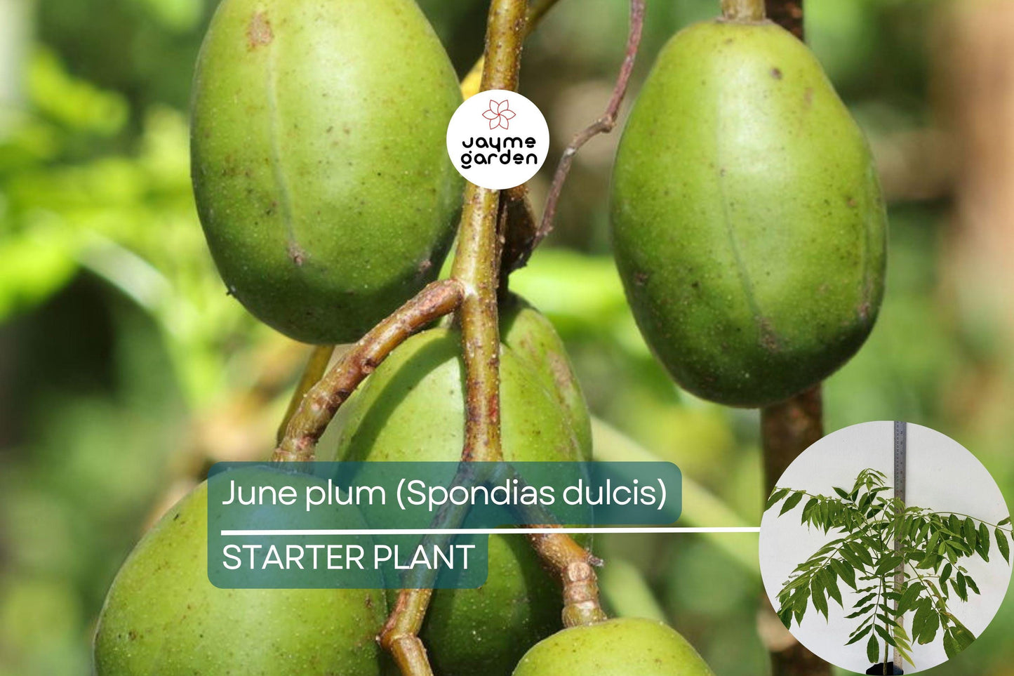 June Plum Tree 12β³-24β³ Live Starter Tropical Fruit Tree | Spondias dulcis | Grow Sweet & Tangy Exotic Fruits in Your Garden