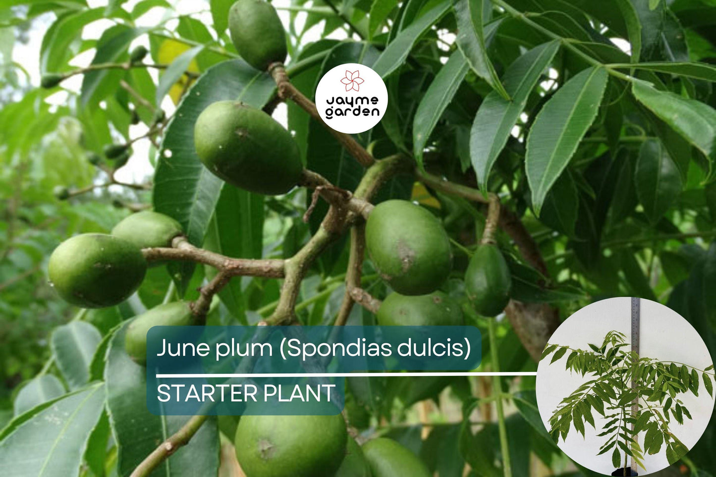 June Plum Tree 12β³-24β³ Live Starter Tropical Fruit Tree | Spondias dulcis | Grow Sweet & Tangy Exotic Fruits in Your Garden