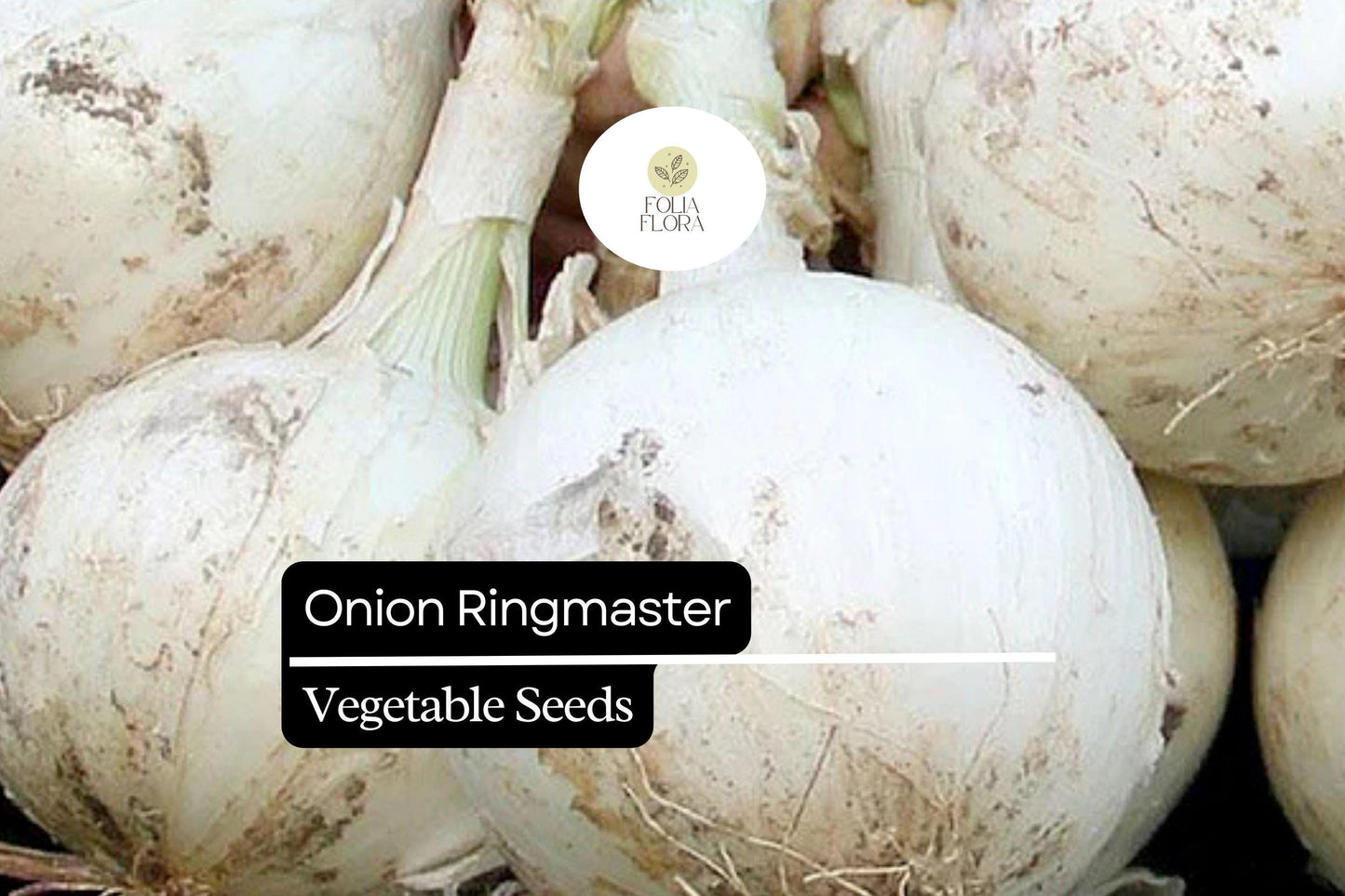 Onion Ringmaster Seeds 250mg | Allium cepa | Non-GMO, Crisp White Bulbs, Perfect for Rings, Salads & Cooking, Easy to Grow
