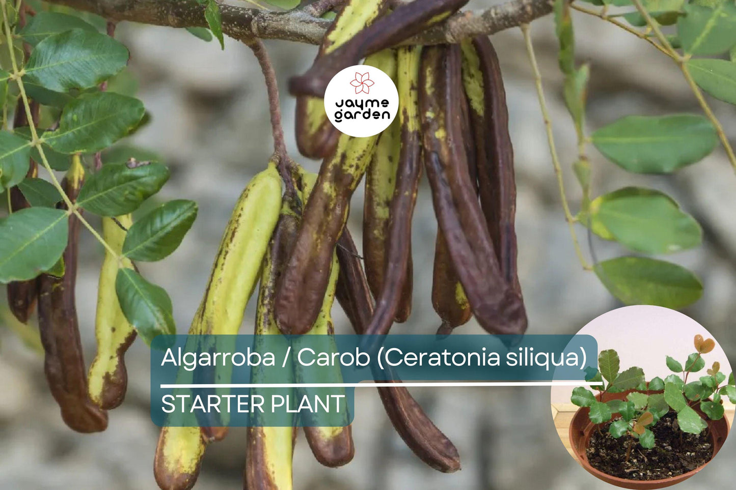 Carob Tree Starter Plant - Algarroba (Ceratonia siliqua) 12β-24β | Nutrient-Rich, Easy-Care Tree for Garden