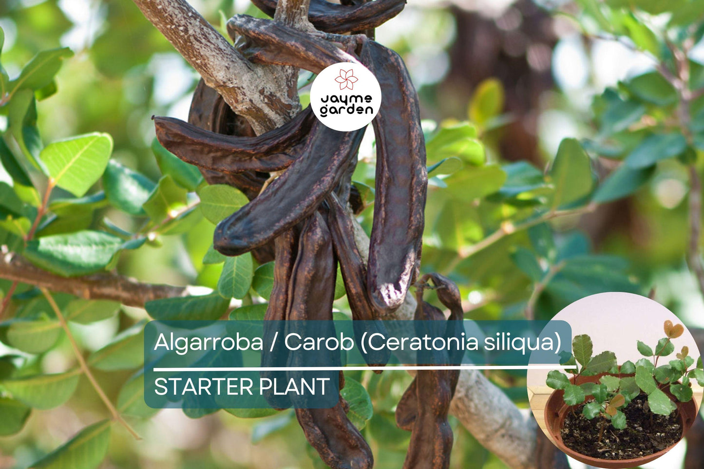Carob Tree Starter Plant - Algarroba (Ceratonia siliqua) 12β-24β | Nutrient-Rich, Easy-Care Tree for Garden