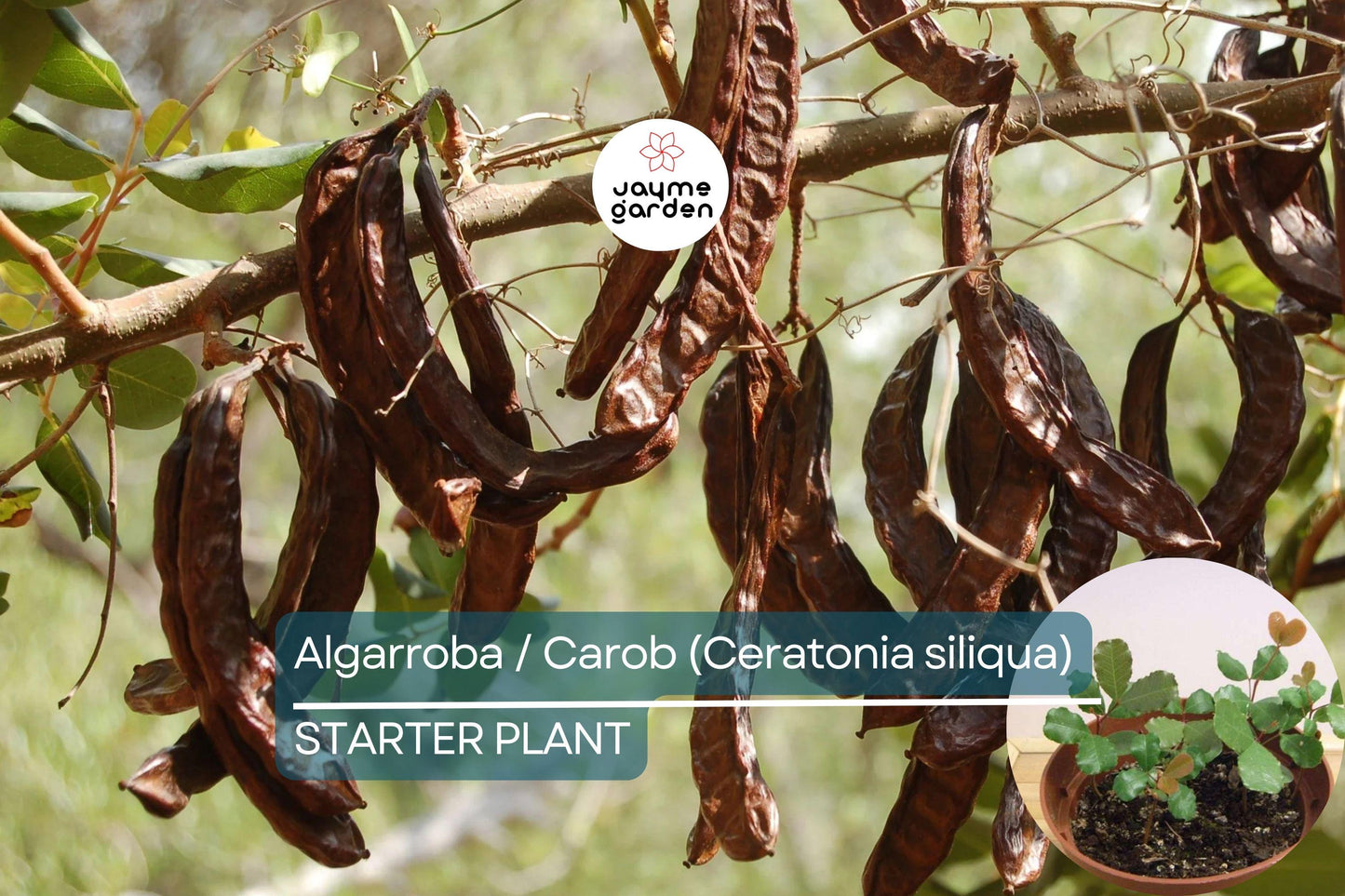 Carob Tree Starter Plant - Algarroba (Ceratonia siliqua) 12β-24β | Nutrient-Rich, Easy-Care Tree for Garden
