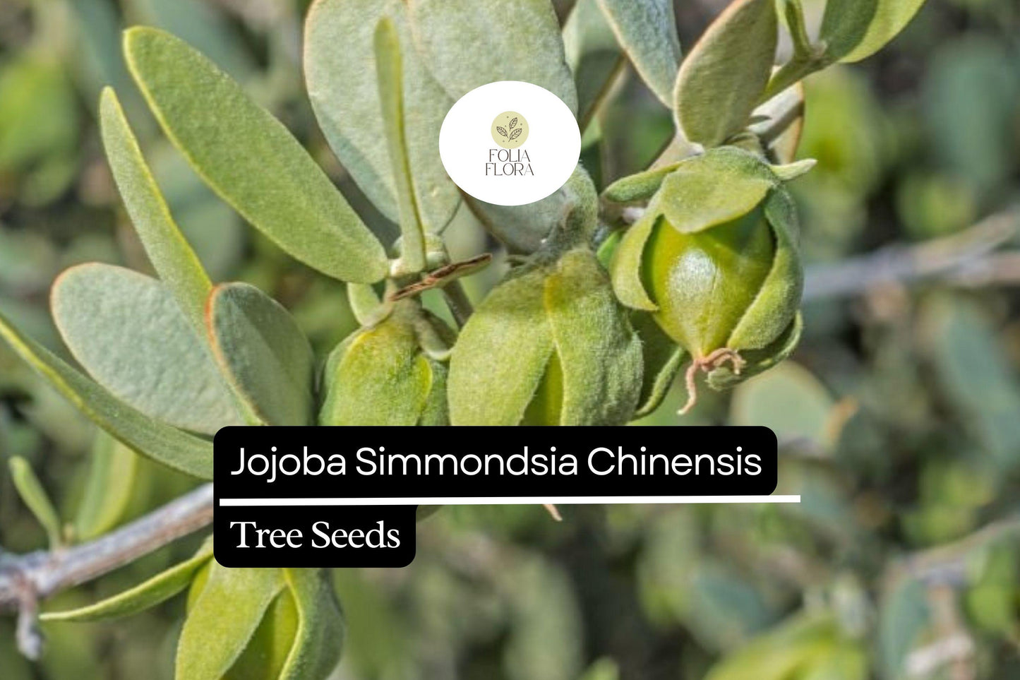 Jojoba Seeds 5pcs | Simmondsia chinensis | Drought-Tolerant Shrub, Oil-Rich Seeds, Ornamental Plant, Hardy Desert Non-GMO Seeds