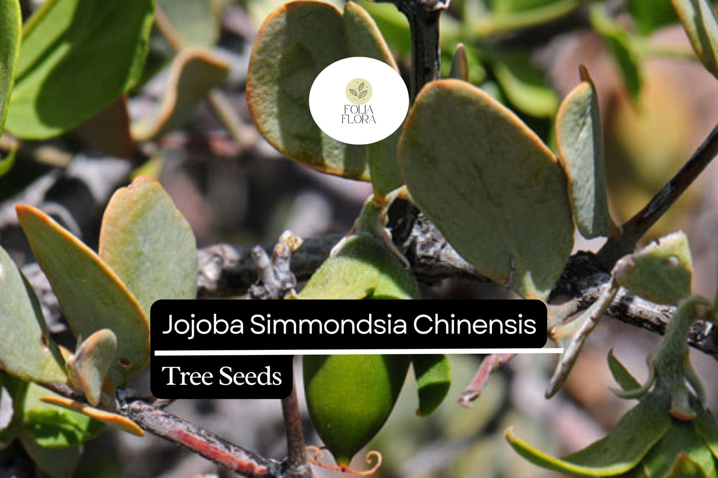 Jojoba Seeds 5pcs | Simmondsia chinensis | Drought-Tolerant Shrub, Oil-Rich Seeds, Ornamental Plant, Hardy Desert Non-GMO Seeds
