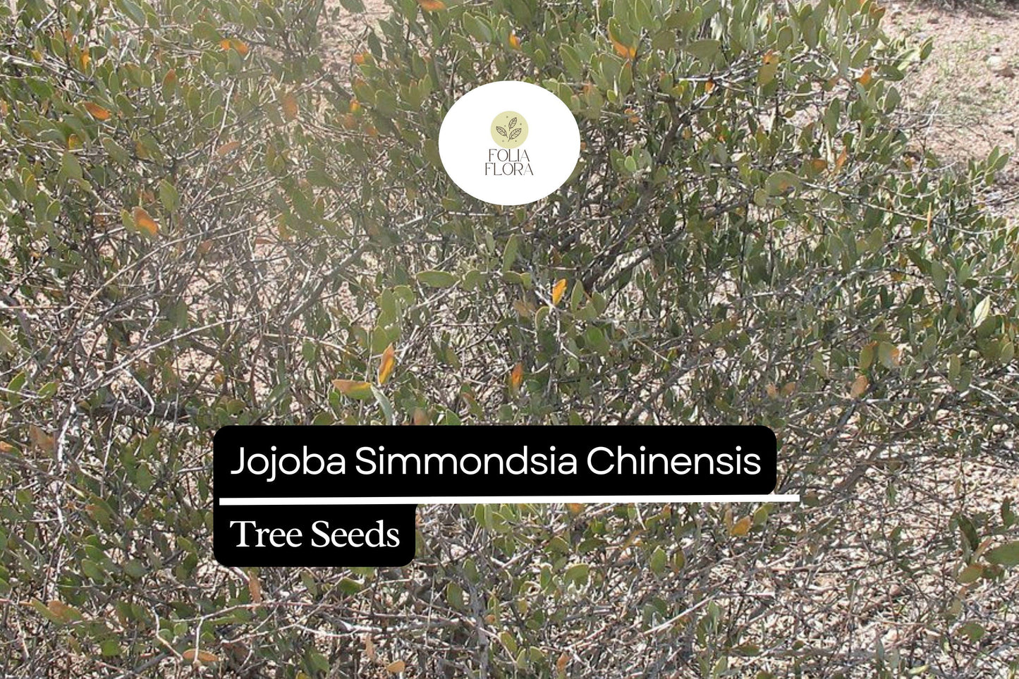 Jojoba Seeds 5pcs | Simmondsia chinensis | Drought-Tolerant Shrub, Oil-Rich Seeds, Ornamental Plant, Hardy Desert Non-GMO Seeds