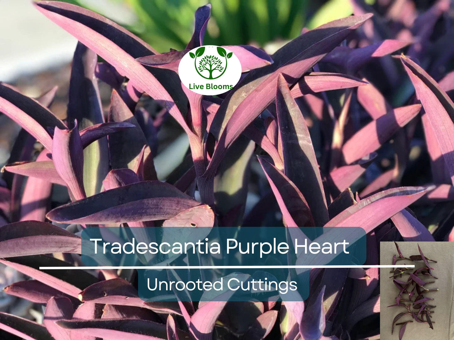 9 Organic Purple Heart Wandering Jew Unrooted Cuttings - Tradescantia pallida, Purple Heart Plant, Easy Propagation, Home Decor Plant