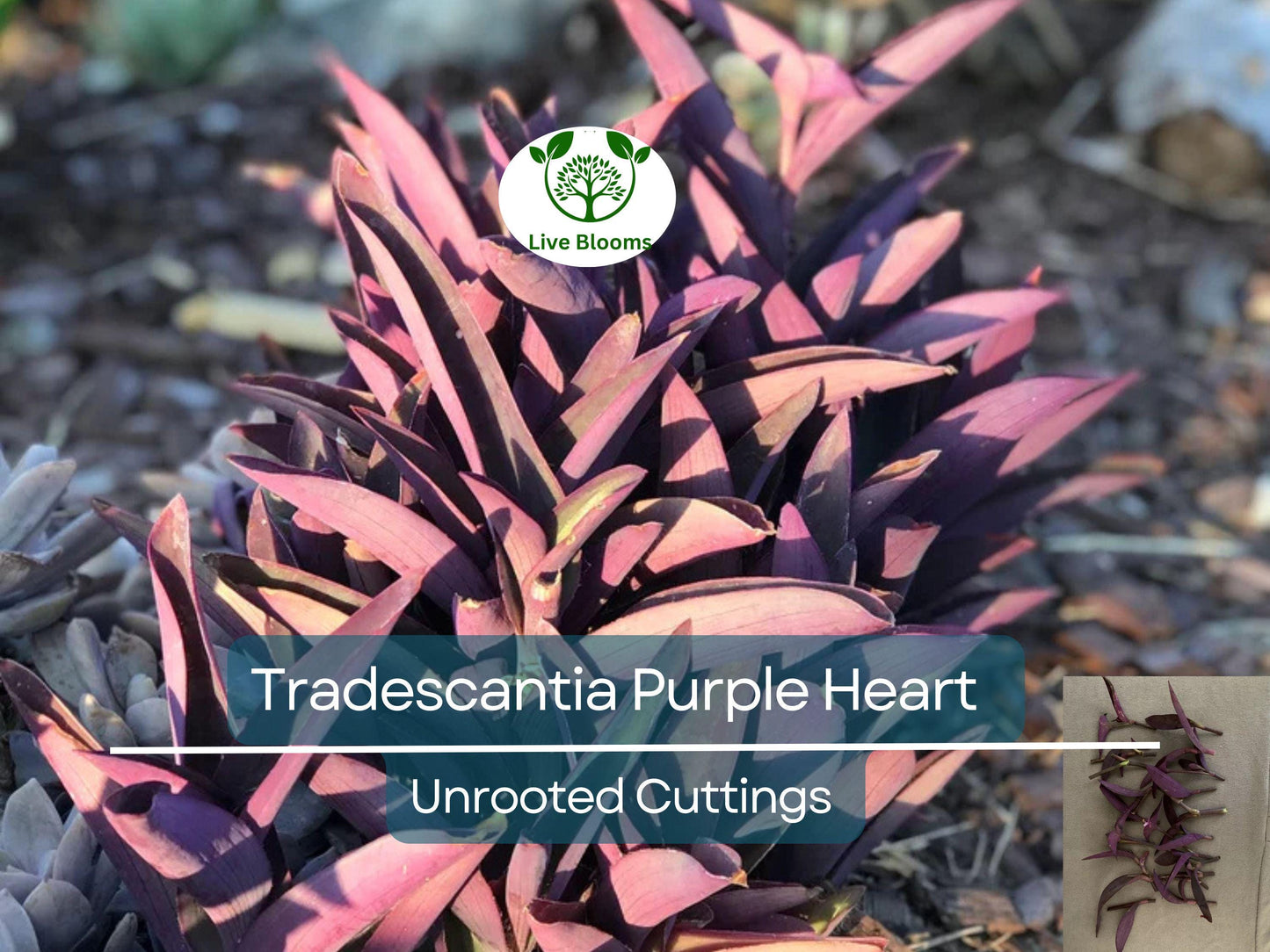 9 Organic Purple Heart Wandering Jew Unrooted Cuttings - Tradescantia pallida, Purple Heart Plant, Easy Propagation, Home Decor Plant