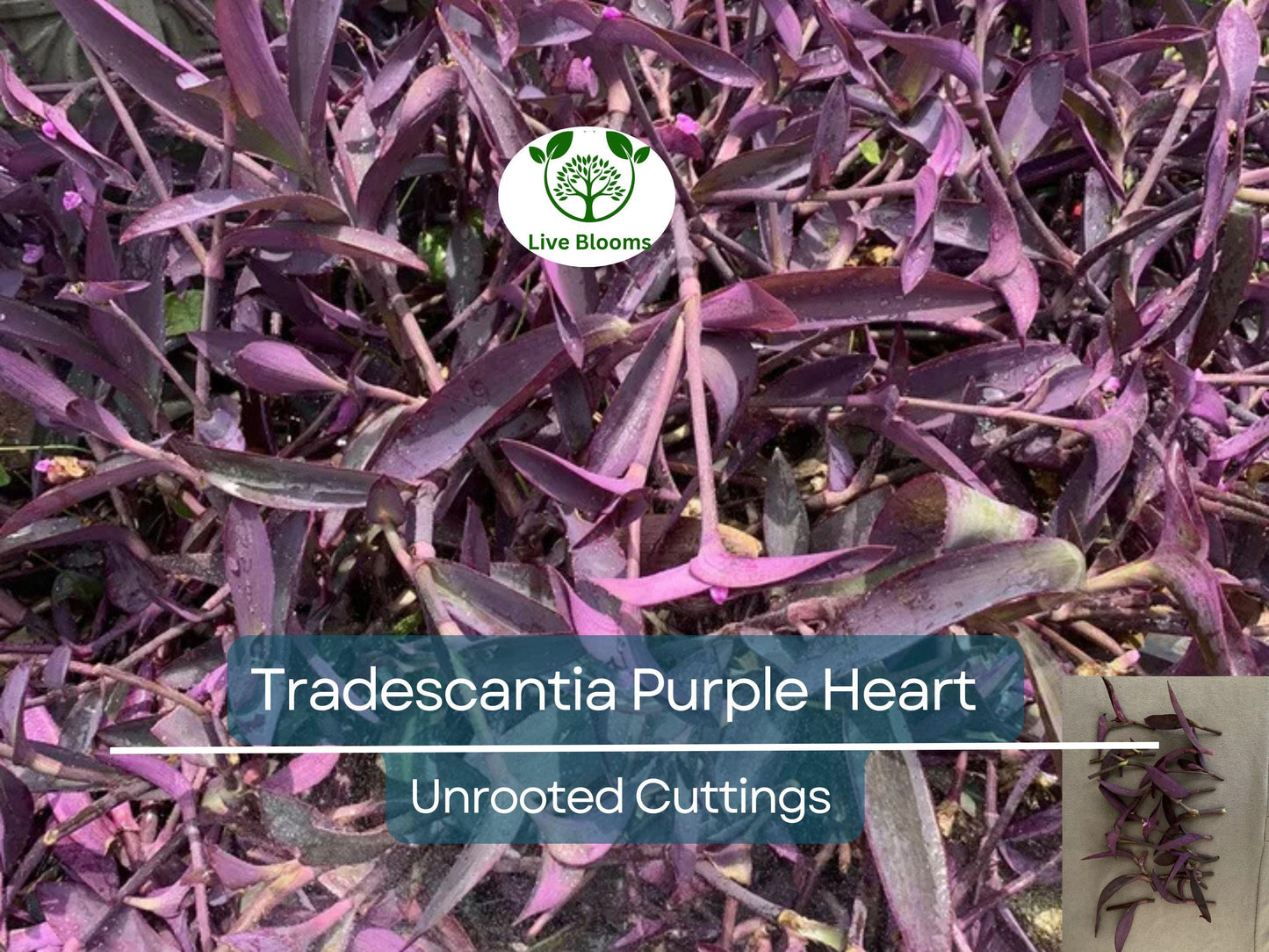 9 Organic Purple Heart Wandering Jew Unrooted Cuttings - Tradescantia pallida, Purple Heart Plant, Easy Propagation, Home Decor Plant