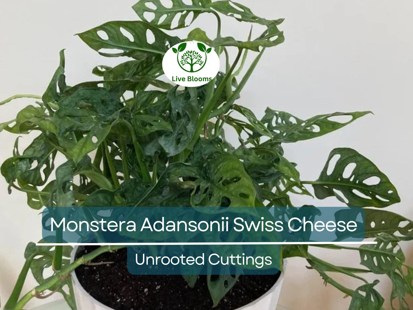 3 Monstera Adansonii Swiss Cheese Unrooted Cuttings - Indoor/Outdoor Houseplant, Easy Propagation, Unique Foliage, Tropical Plant for Home