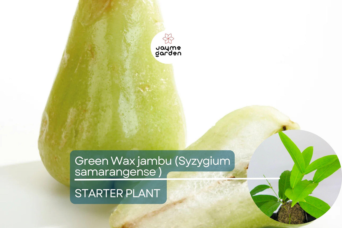 Green Wax Jambu Fruit Tree 12β³-24β³ - Live Syzygium samarangense | Tropical Sweet & Juicy Bell-Shaped Fruit Tree