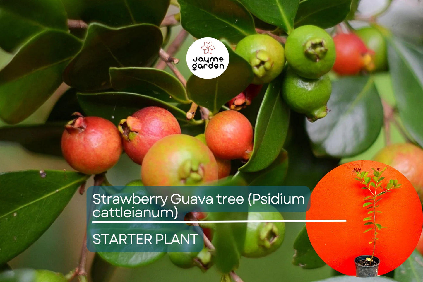 Strawberry Guava Tree 1β²-2β² (Psidium cattleianum) - Live Tropical Fruit Tree | Sweet Aromatic Guava for Gardens and Containers