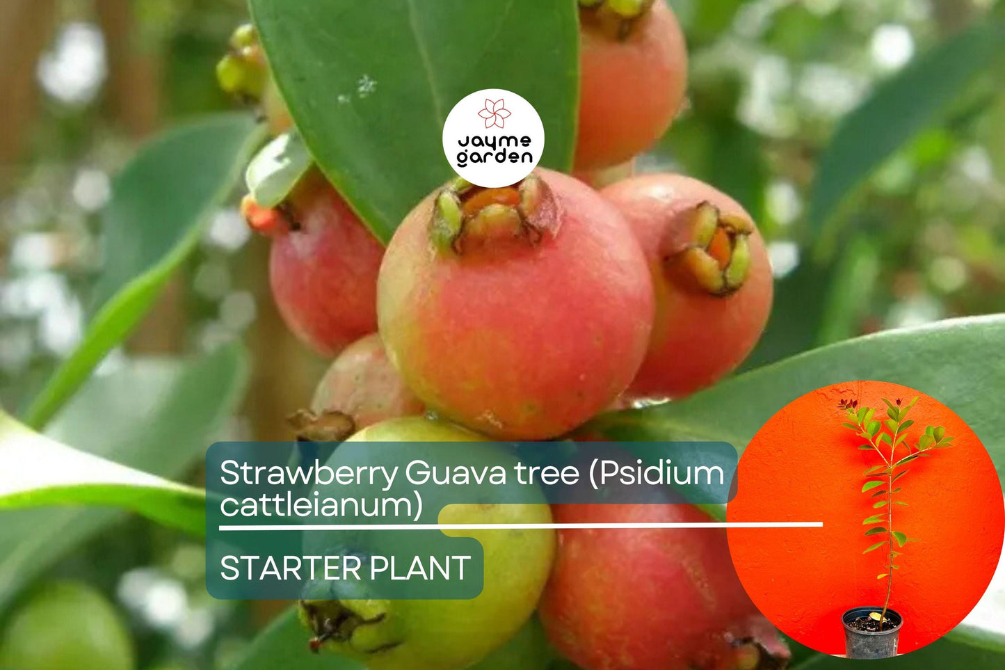 Strawberry Guava Tree 1β²-2β² (Psidium cattleianum) - Live Tropical Fruit Tree | Sweet Aromatic Guava for Gardens and Containers