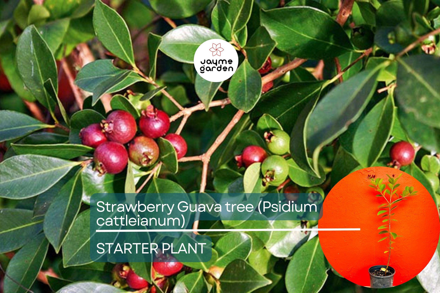 Strawberry Guava Tree 1β²-2β² (Psidium cattleianum) - Live Tropical Fruit Tree | Sweet Aromatic Guava for Gardens and Containers