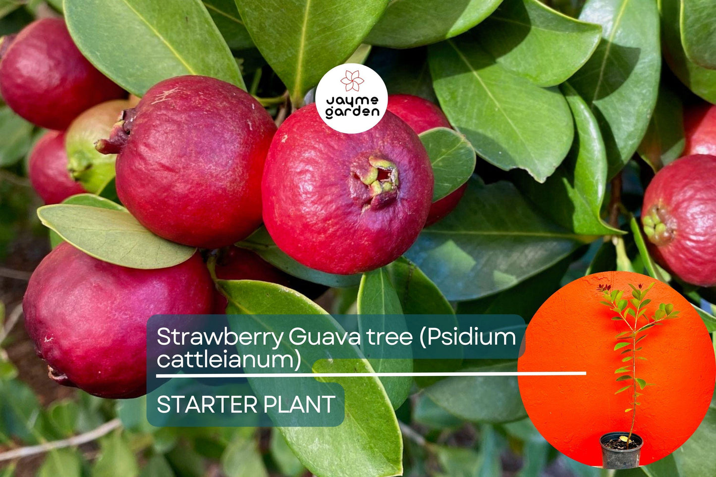 Strawberry Guava Tree 1β²-2β² (Psidium cattleianum) - Live Tropical Fruit Tree | Sweet Aromatic Guava for Gardens and Containers