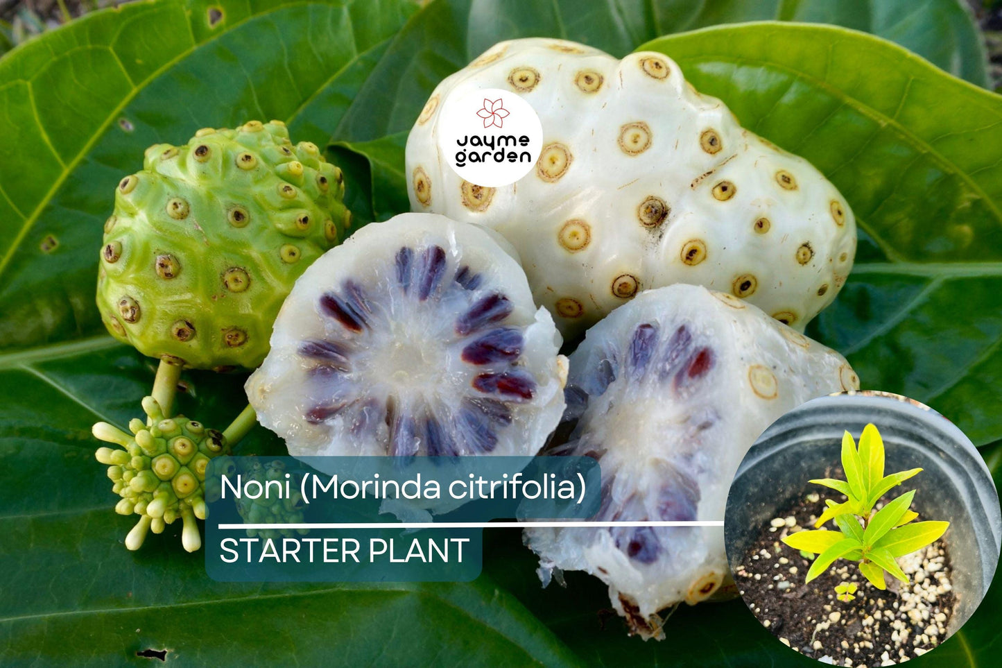 Noni Fruit Tree 6β-12β (Morinda citrifolia) - Live Starter Plant | Tropical Medicinal Tree with Nutrient-Rich Fruits