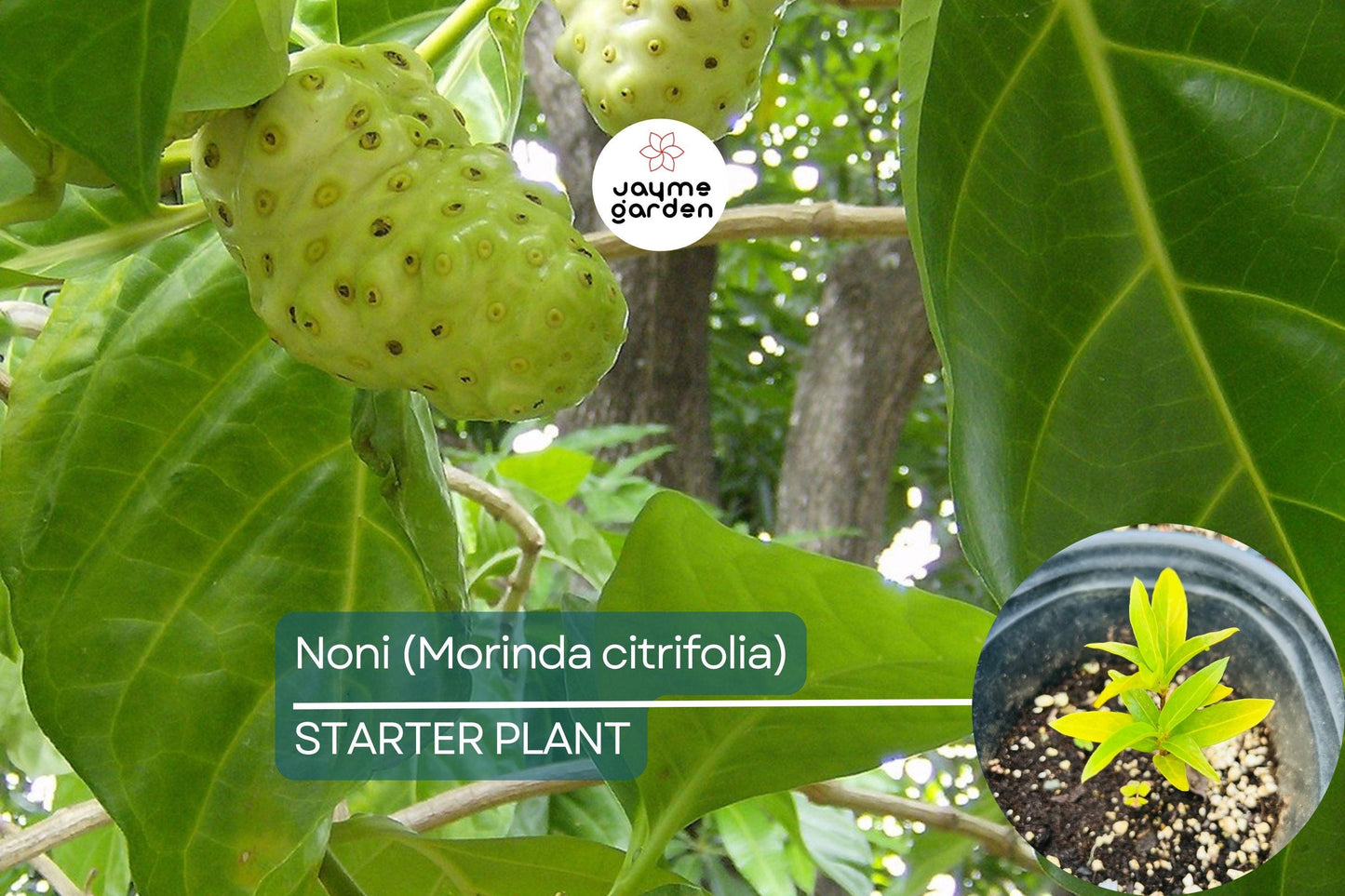 Noni Fruit Tree 6β-12β (Morinda citrifolia) - Live Starter Plant | Tropical Medicinal Tree with Nutrient-Rich Fruits
