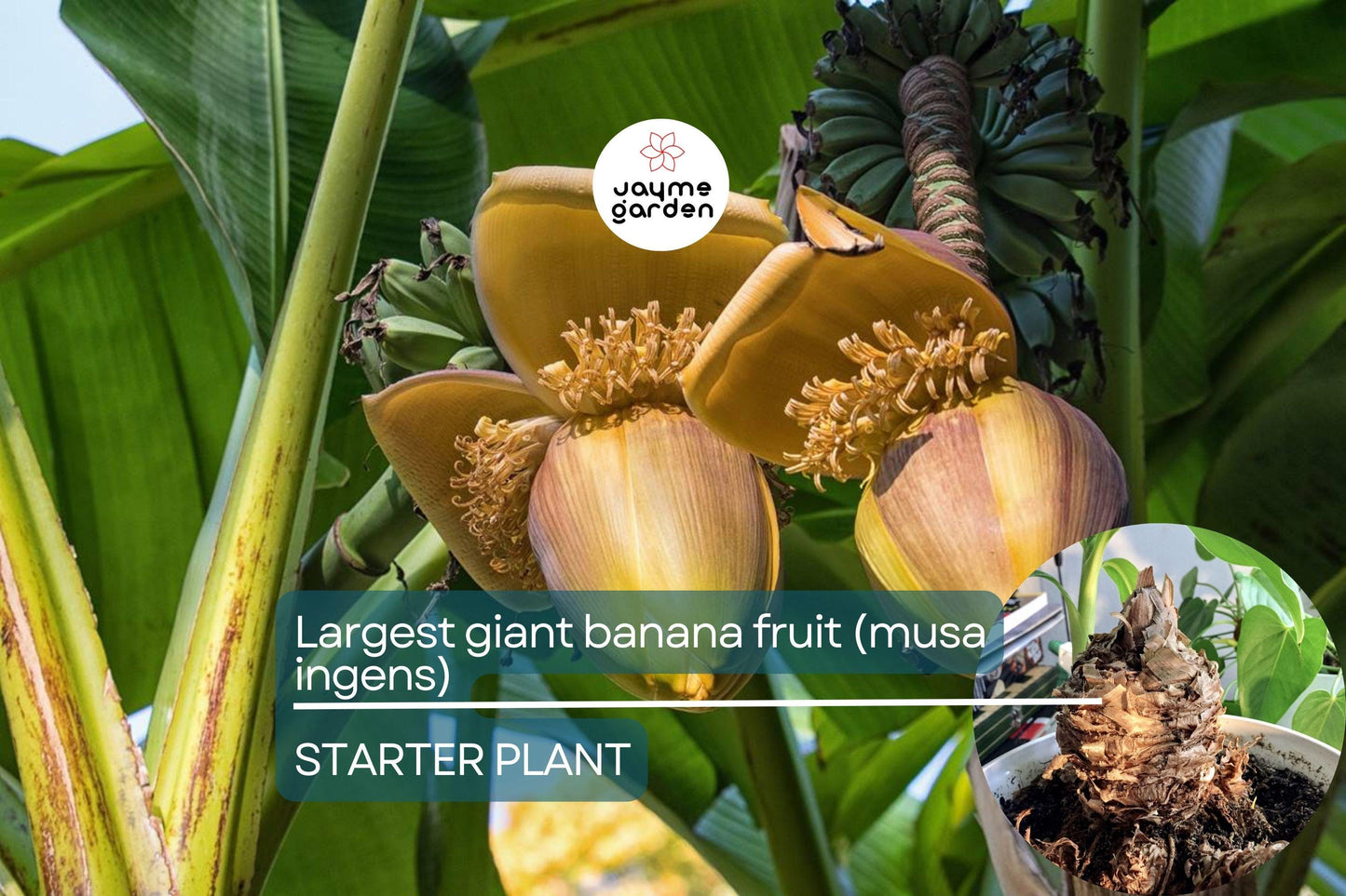 Largest Giant Banana Seedlings (Musa ingens) Live Fruit Starter Plant โ Towering Tropical Wonder