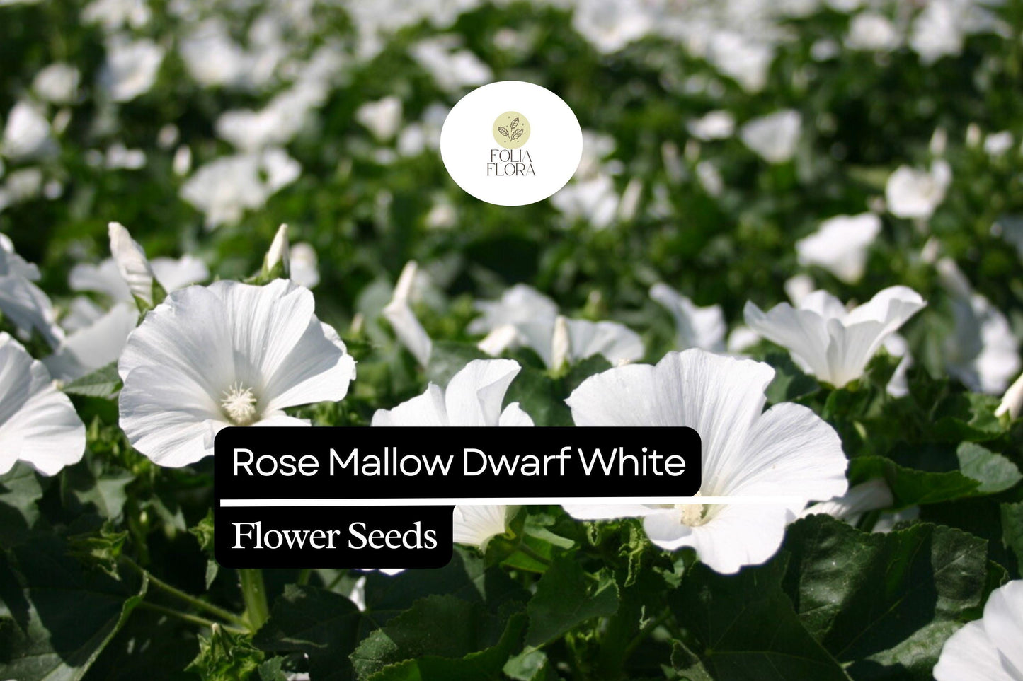 250mg Rose Mallow Dwarf White Seeds (Hibiscus moscheutos) - Compact Hardy Perennial Blooms