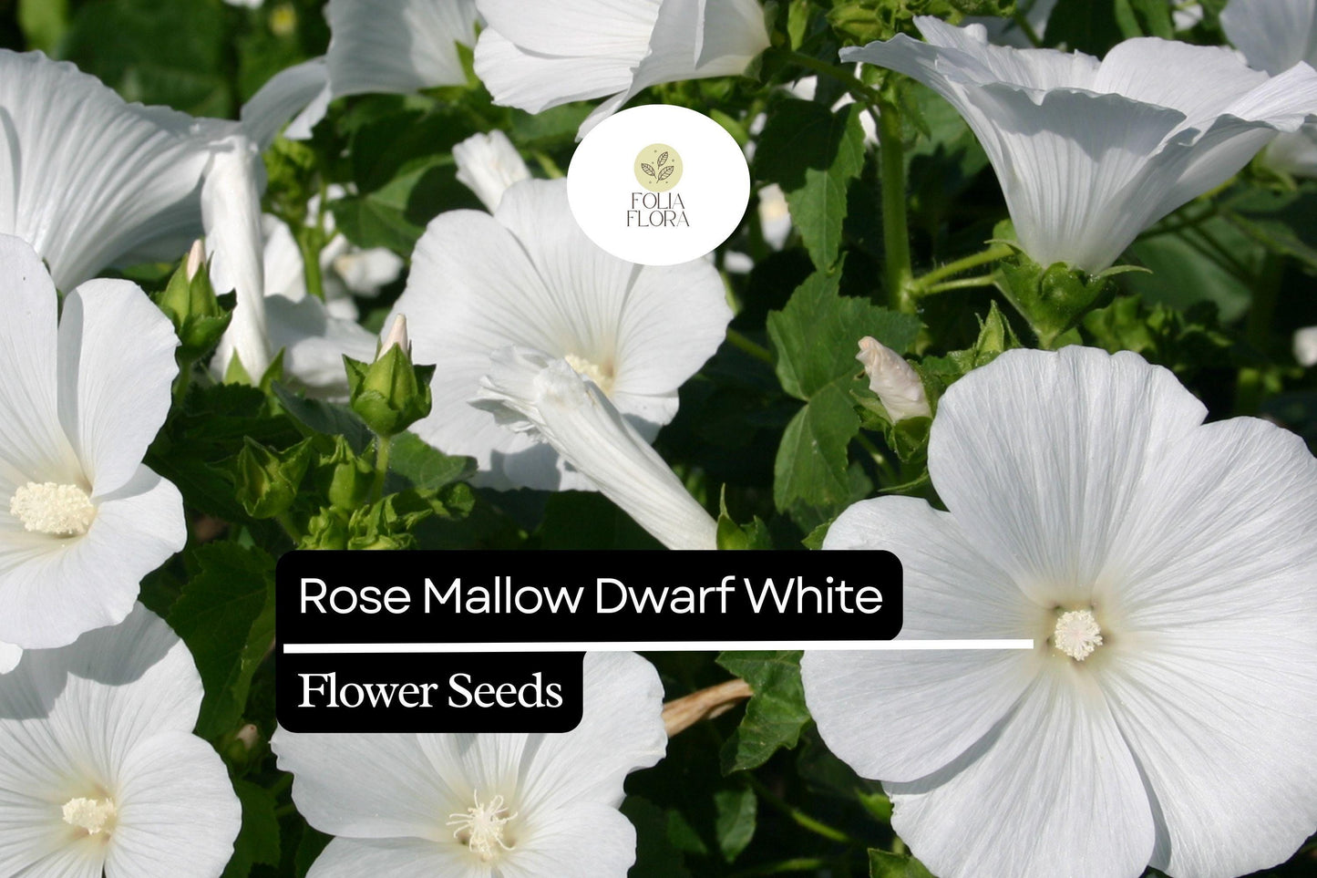 250mg Rose Mallow Dwarf White Seeds (Hibiscus moscheutos) - Compact Hardy Perennial Blooms