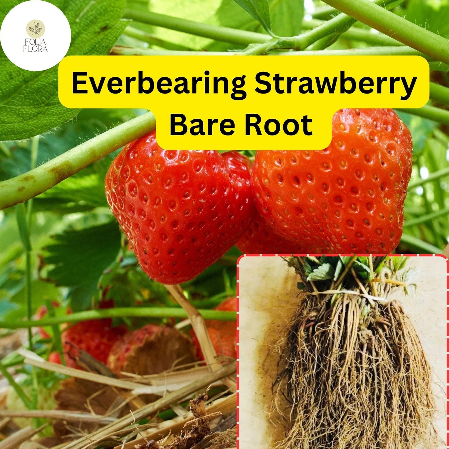 Everbearing Strawberry Bare Root Plants | Live Garden Outdoor Fruit | Sweet, Juicy, Continuous Harvest