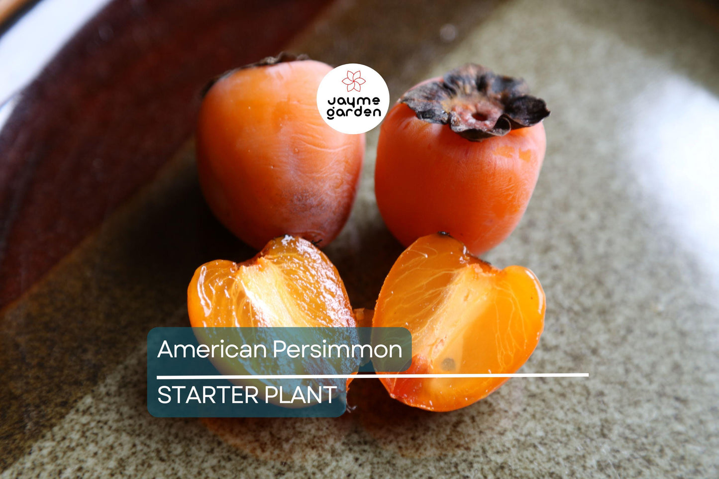 18"-24" American Persimmon Tree - Live Bare Root Plant - Diospyros Virginiana - Hardy Zones 3-8 - Delicious Deciduous Fruit Tree