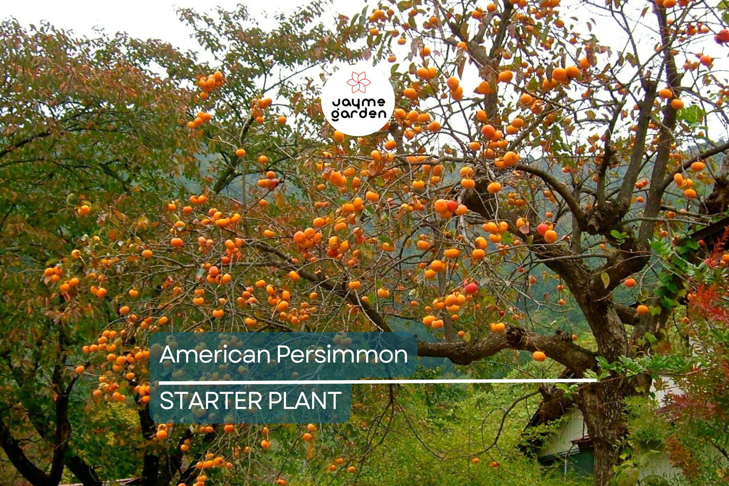 18"-24" American Persimmon Tree - Live Bare Root Plant - Diospyros Virginiana - Hardy Zones 3-8 - Delicious Deciduous Fruit Tree