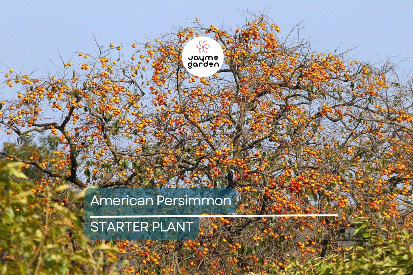 18"-24" American Persimmon Tree - Live Bare Root Plant - Diospyros Virginiana - Hardy Zones 3-8 - Delicious Deciduous Fruit Tree