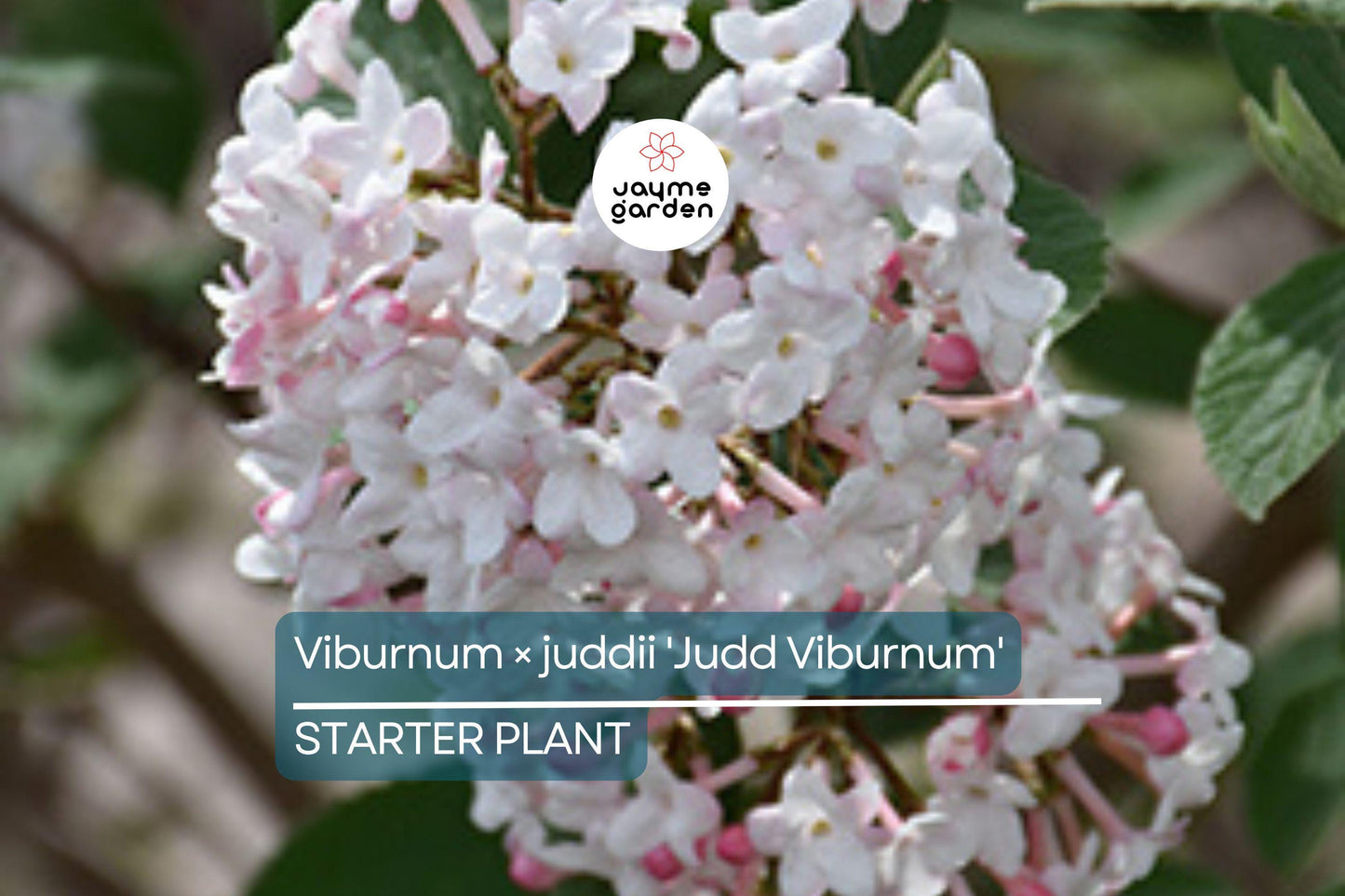 12-18" Judd Viburnum Shrub (Viburnum ร juddii) - Fragrant Flowers, Colorful Foliage - Live Deciduous Plant for Zones 4-8