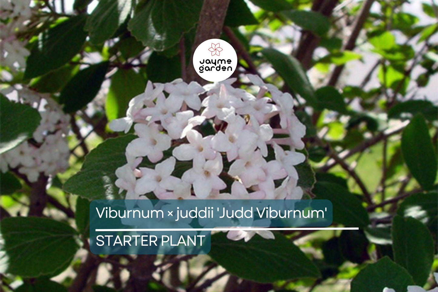 12-18" Judd Viburnum Shrub (Viburnum ร juddii) - Fragrant Flowers, Colorful Foliage - Live Deciduous Plant for Zones 4-8