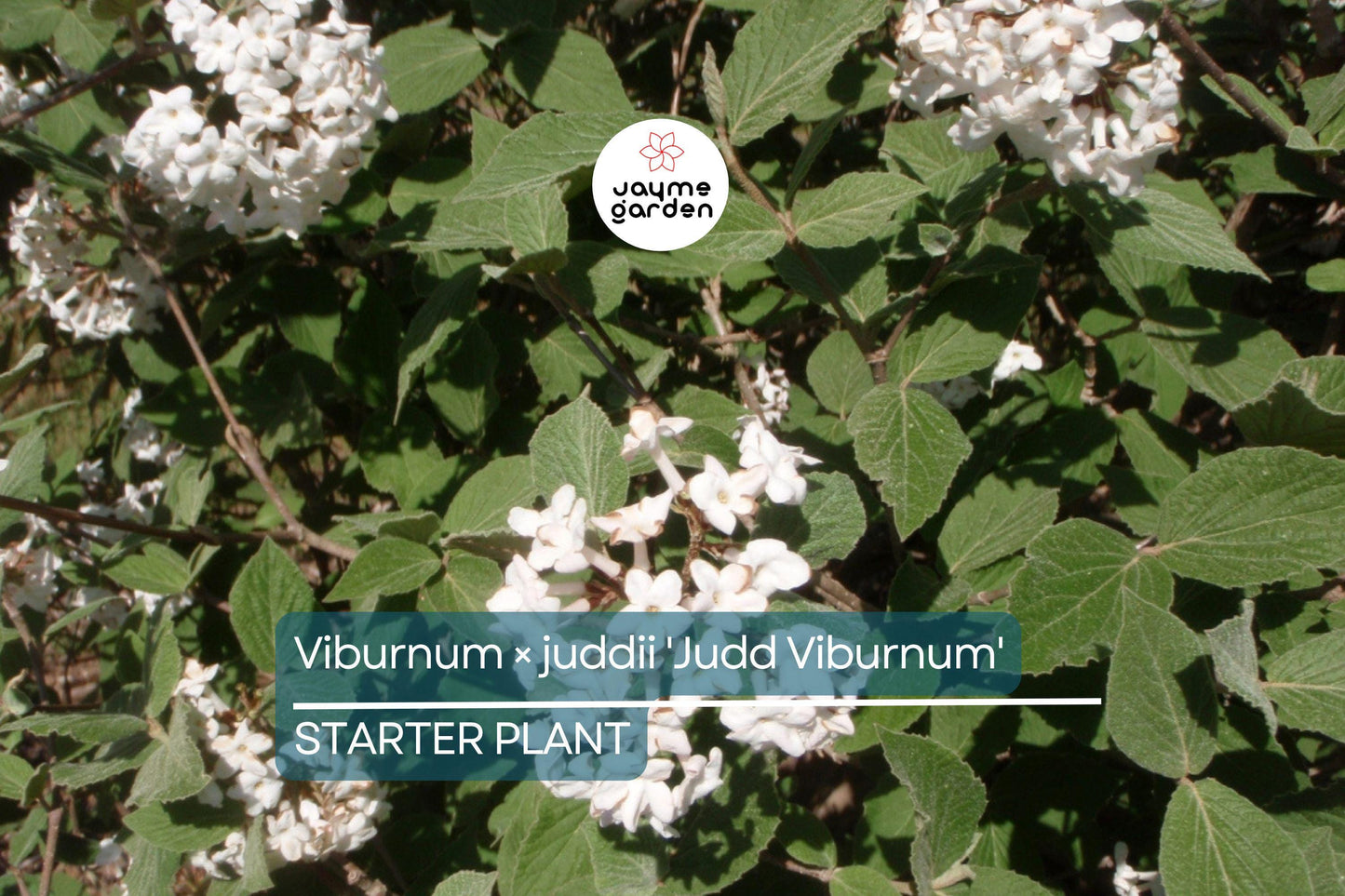 12-18" Judd Viburnum Shrub (Viburnum ร juddii) - Fragrant Flowers, Colorful Foliage - Live Deciduous Plant for Zones 4-8