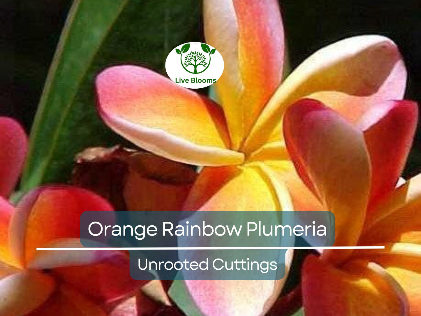 1 Orange Rainbow Plumeria 8-12" Unrooted Cutting | Frangipani Flower, Tropical Plant for Garden & Home