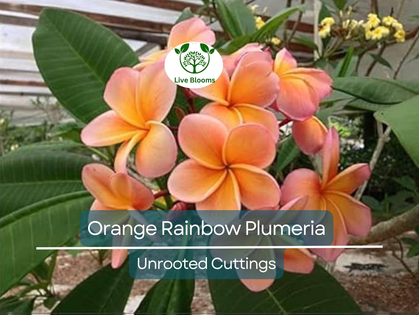 1 Orange Rainbow Plumeria 8-12" Unrooted Cutting | Frangipani Flower, Tropical Plant for Garden & Home