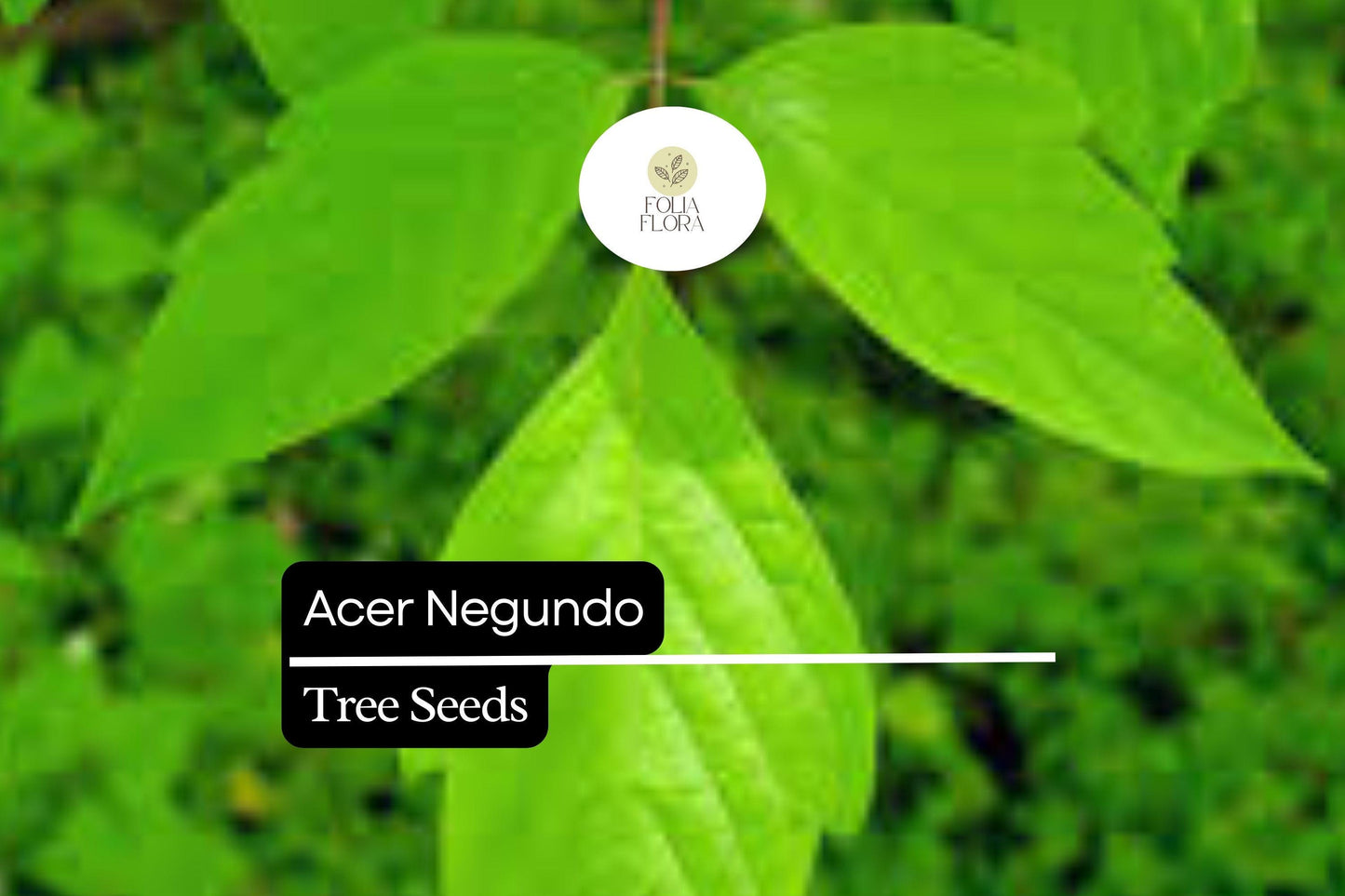 10 Seeds Acer negundo – Boxelder Maple, Fast-Growing Shade Tree with Unique Foliage