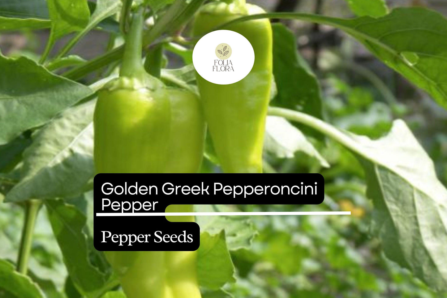 30 Seeds Golden Greek Pepperoncini – Mild Pepper, Capsicum annuum
