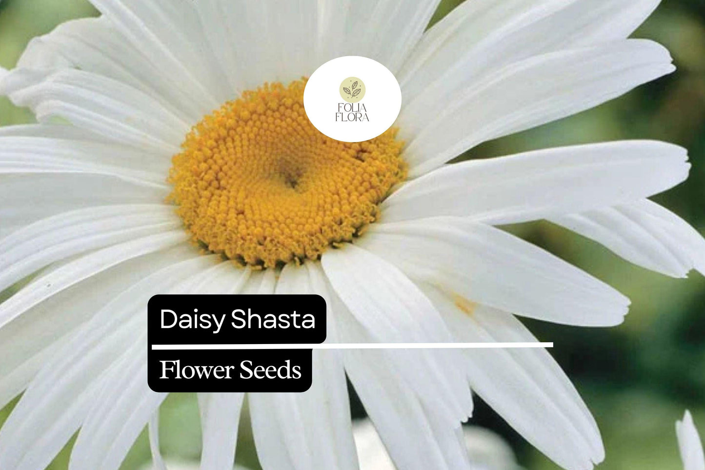 400 Seeds Daisy Shasta – Leucanthemum × superbum, Classic White Perennial Flower