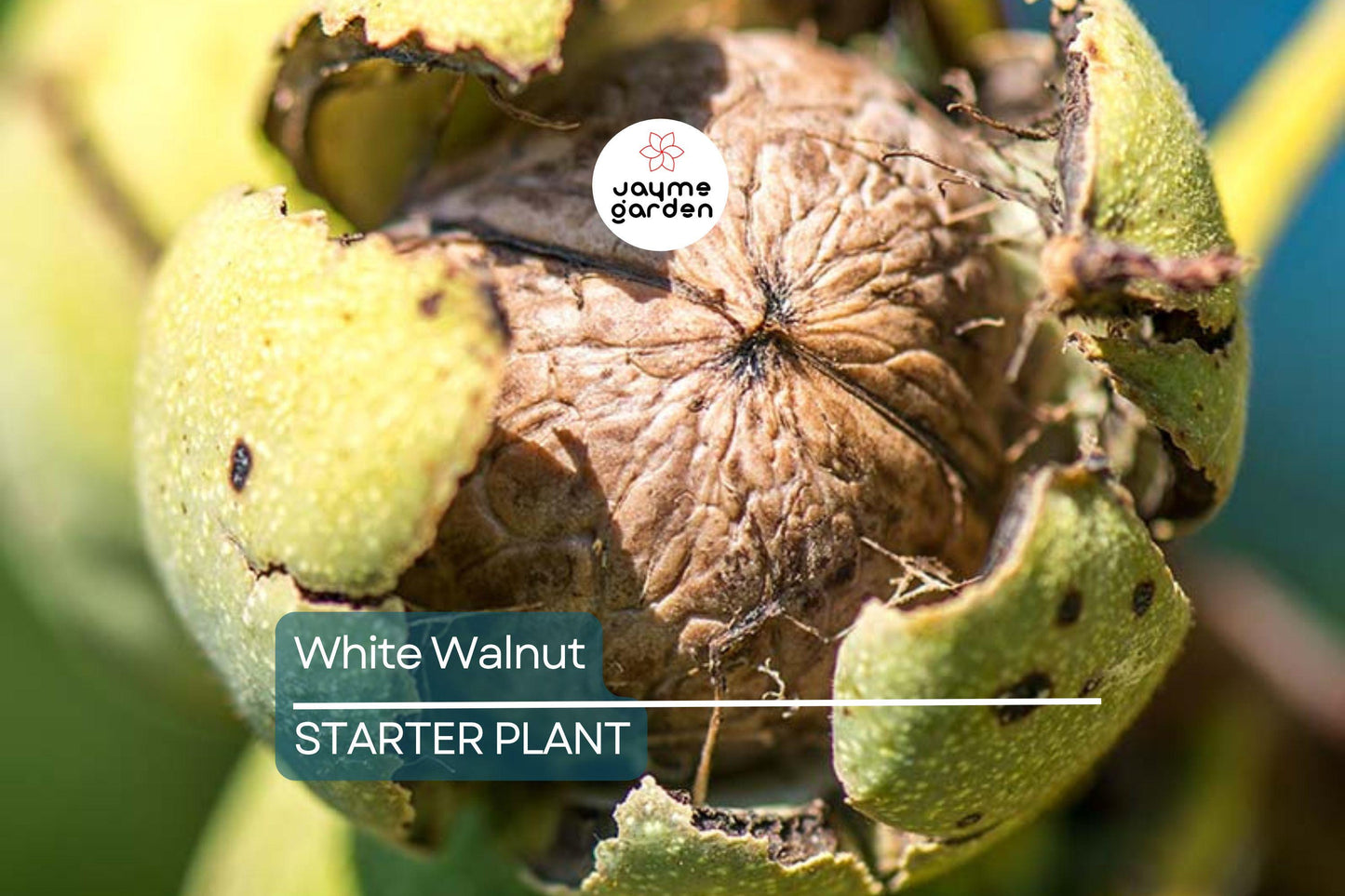 Butternut White Walnut Tree Seedlings - 2 Live Plants, Juglans cinerea, Fast-Growing Shade Tree, Hardy in USDA Zones 3-7